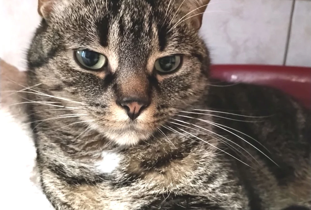 RUFUS