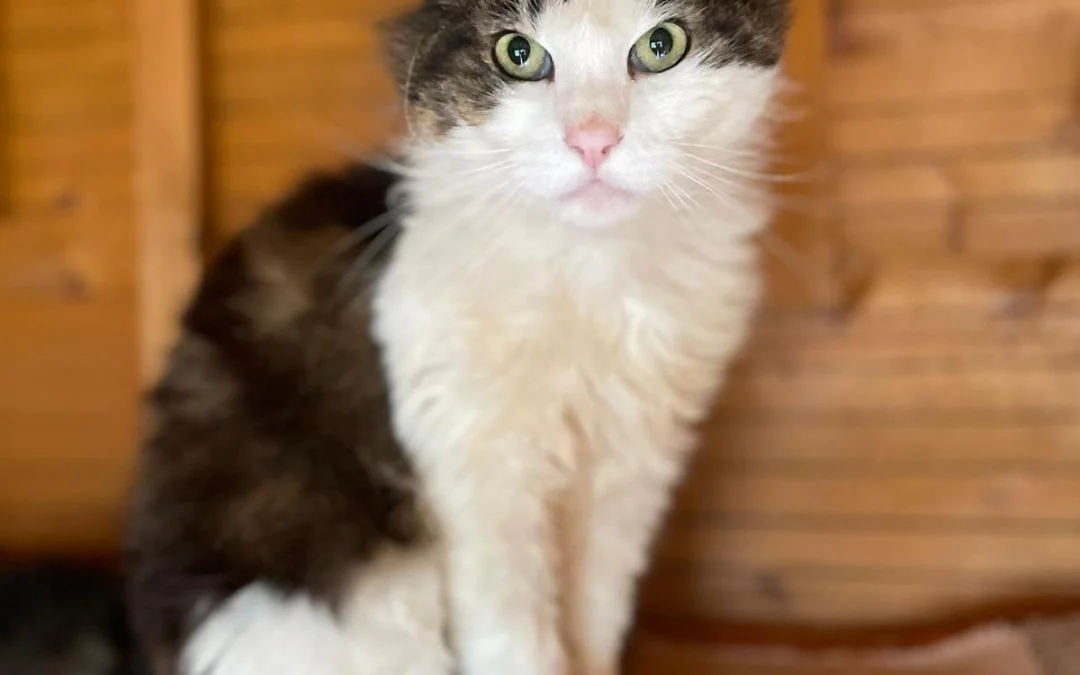 PAKITO