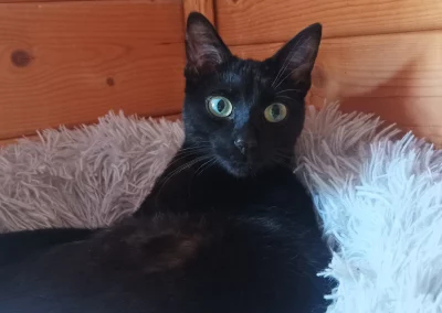 CLÉO