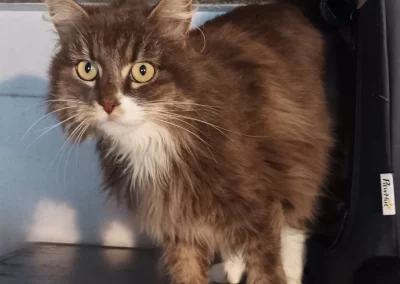 SIMBA