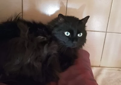 DJANGO
