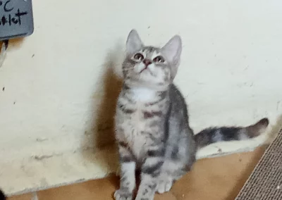KIMI (noble)