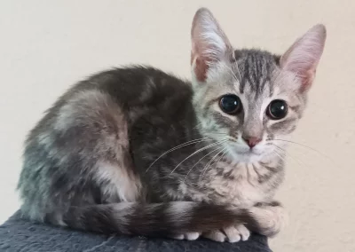 MIO (beauté)