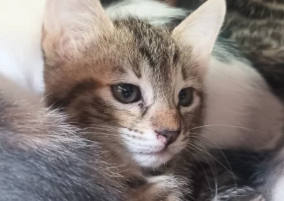 SUKI (bien-aimée)