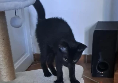 NINA