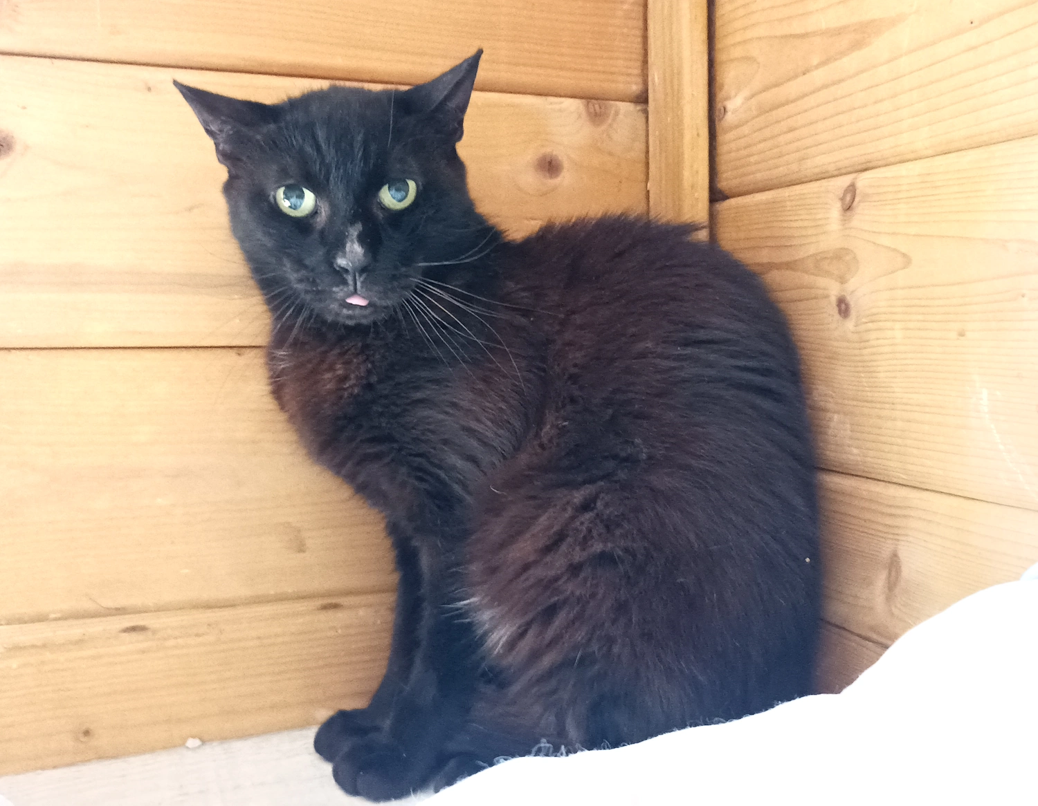 BLACKIE