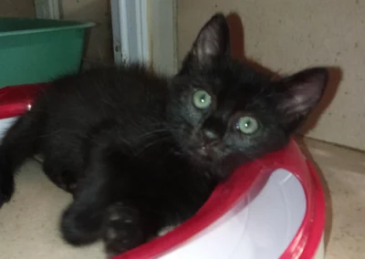 LILA