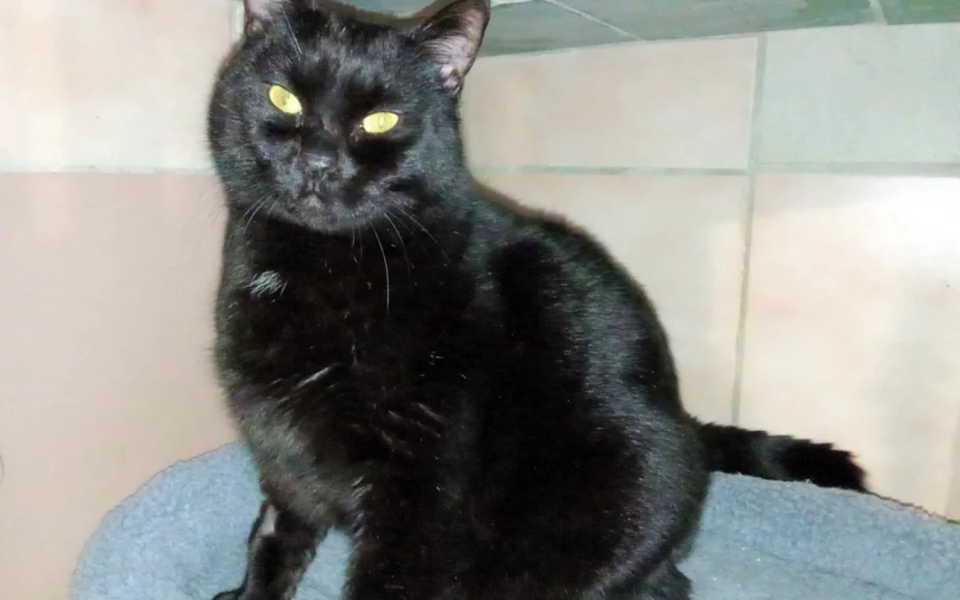 BLACKY