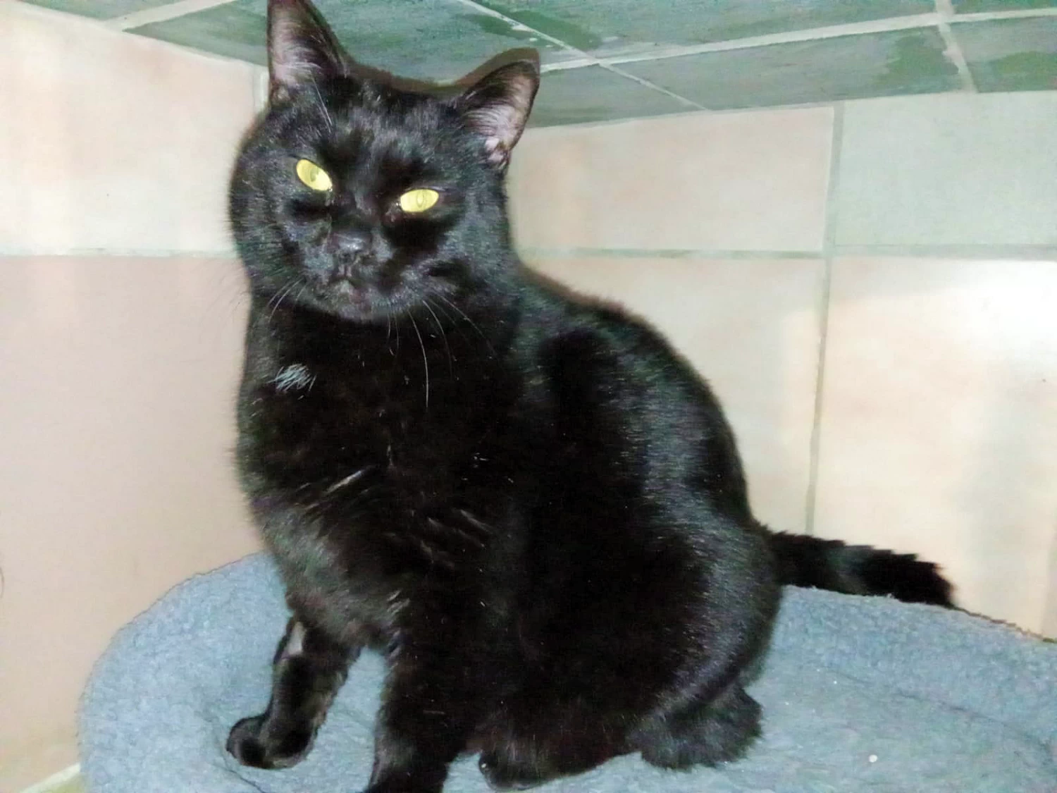 BLACKY