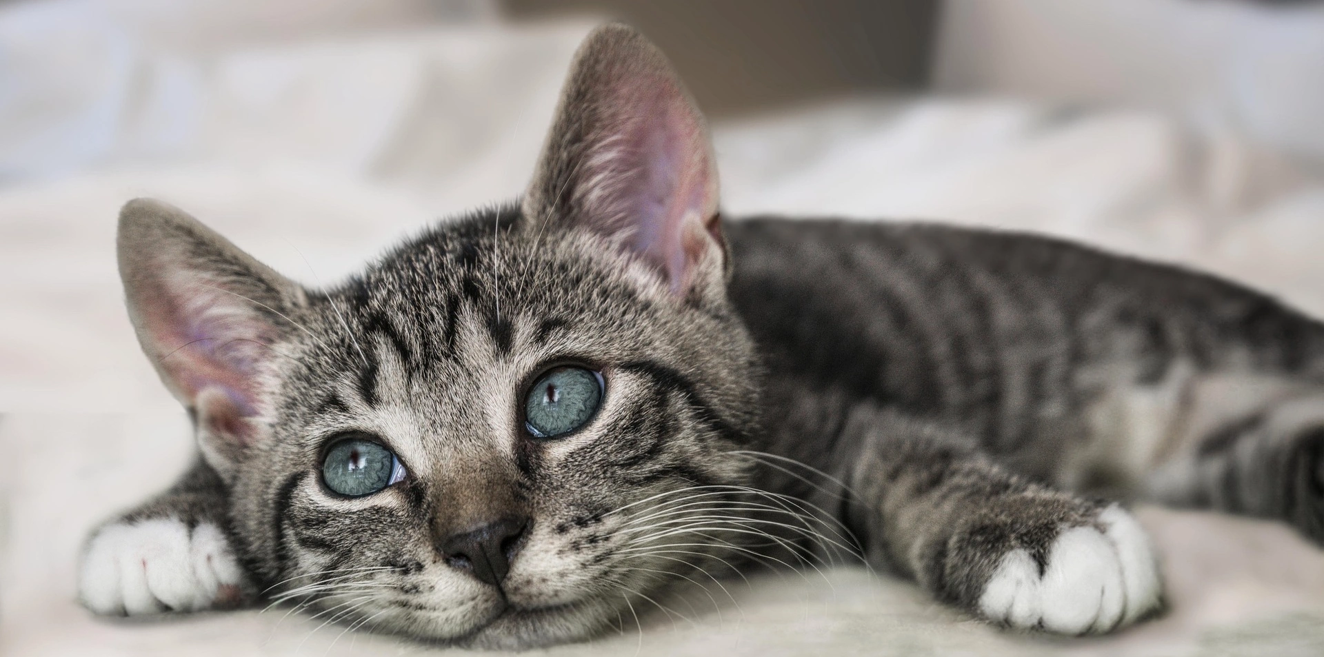 european-shorthair-8136065_1920