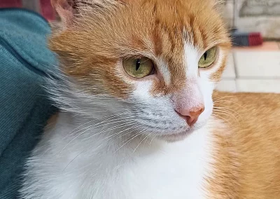 MINOU