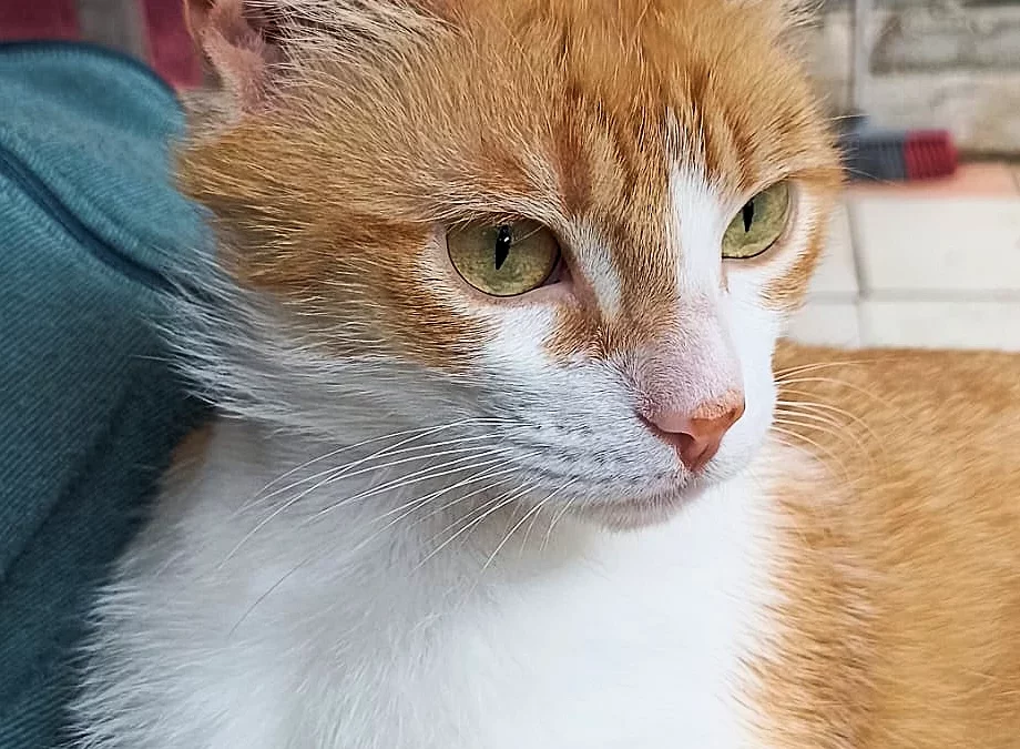 MINOU