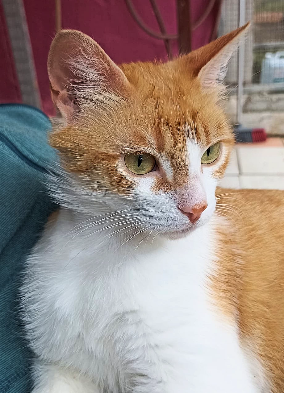 MINOU3