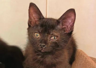 ARES