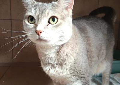 KITTEN
