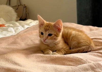 SIMBA (4)