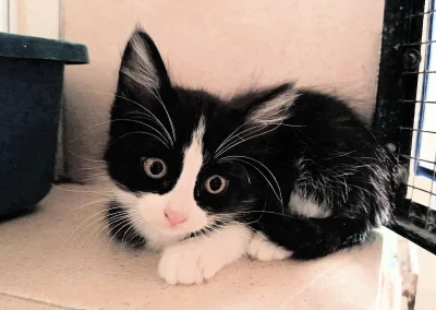 TEEMO