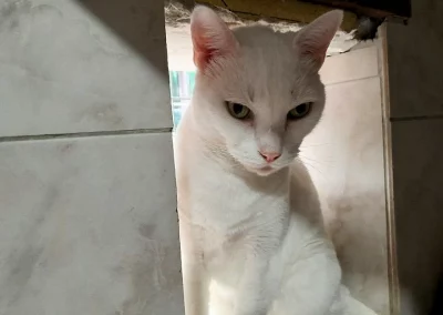 MINOU (2)