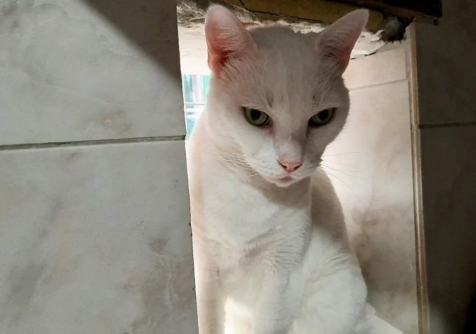 MINOU (2)