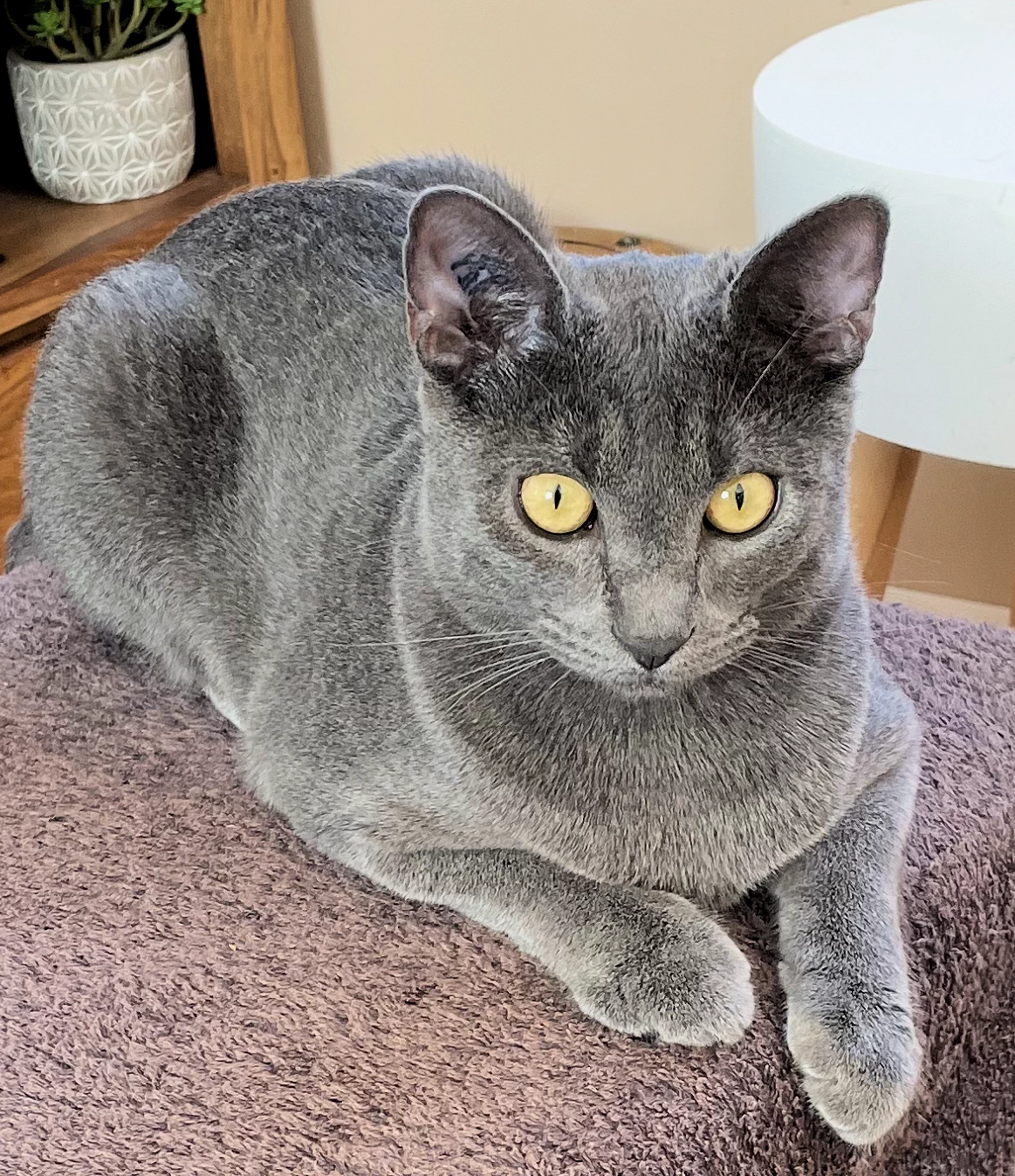 Amos