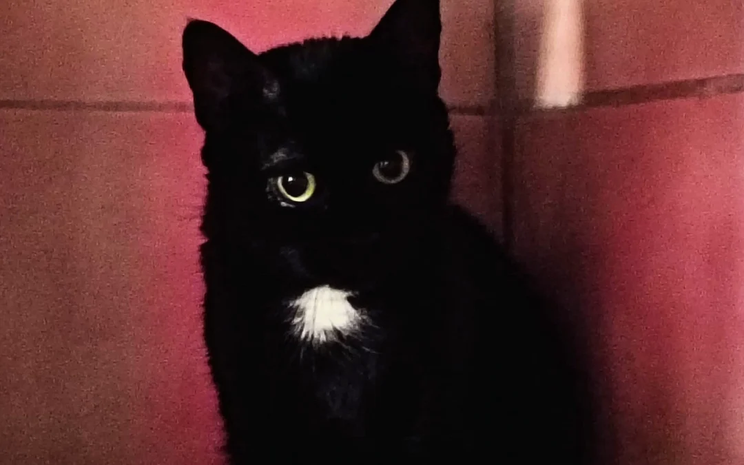 BLACKI