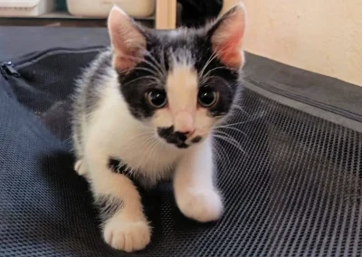MARCEL