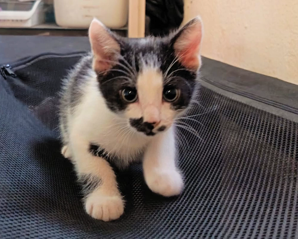 MARCEL