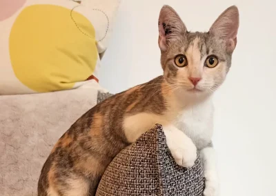 PEPITA