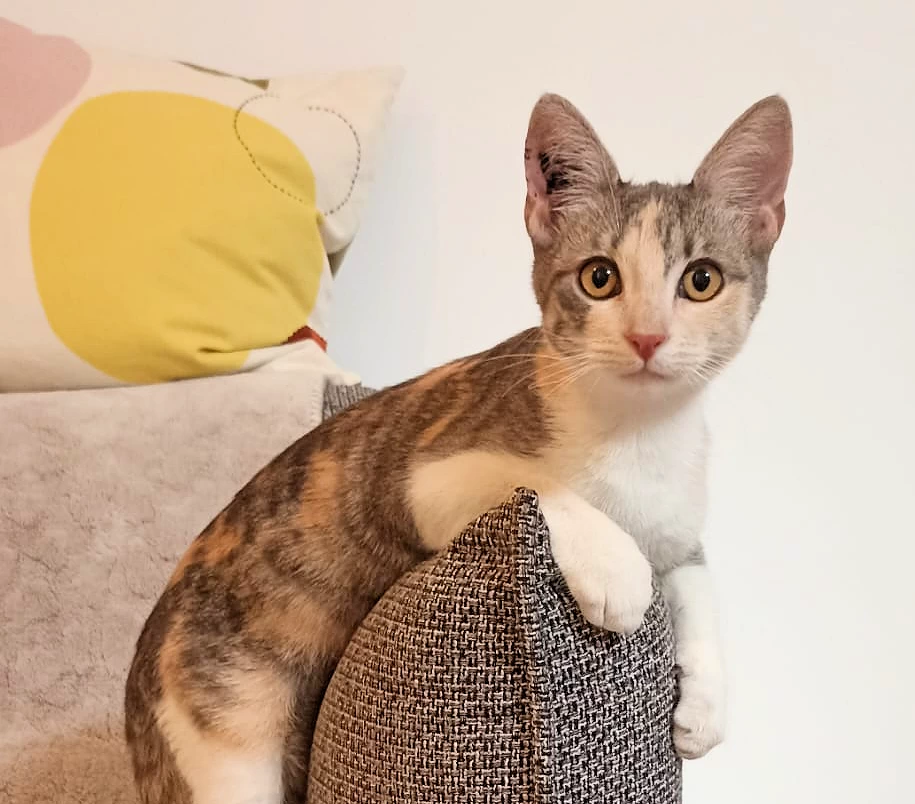 PEPITA